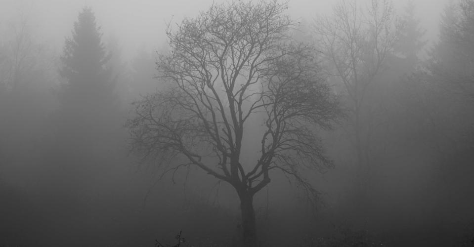 Baum im Nebel, Herbst, Winter