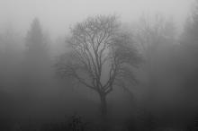 Baum im Nebel, Herbst, Winter